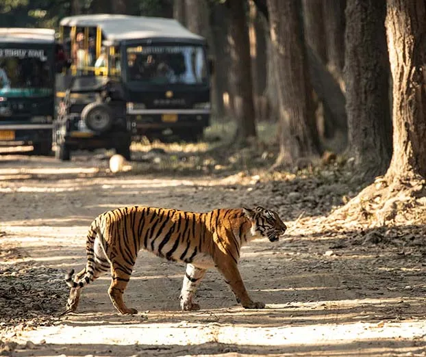 About 1 - Bel-La Monde Riverside Jim Corbett