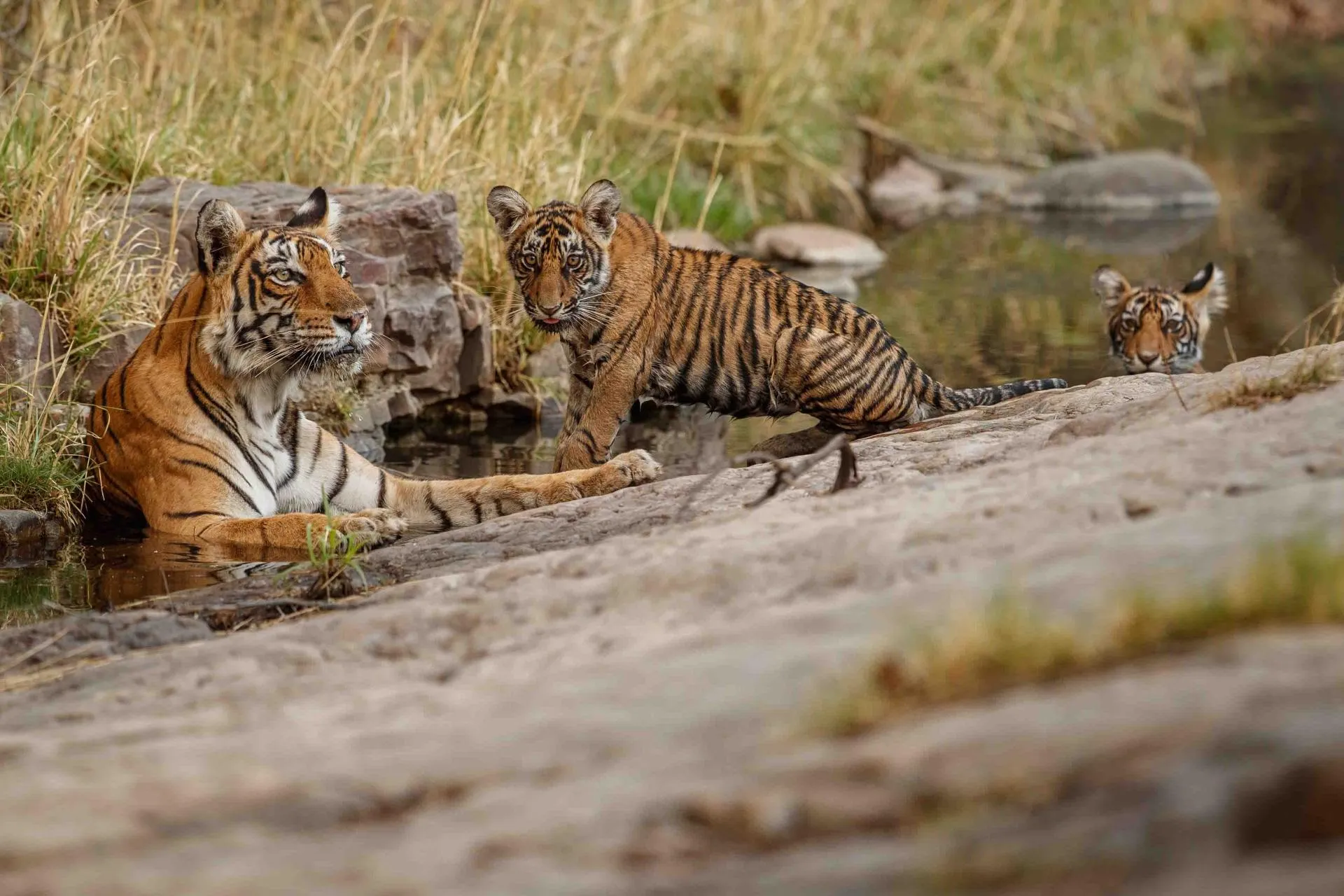 Jim 1 - Bel-La Monde Riverside Jim Corbett