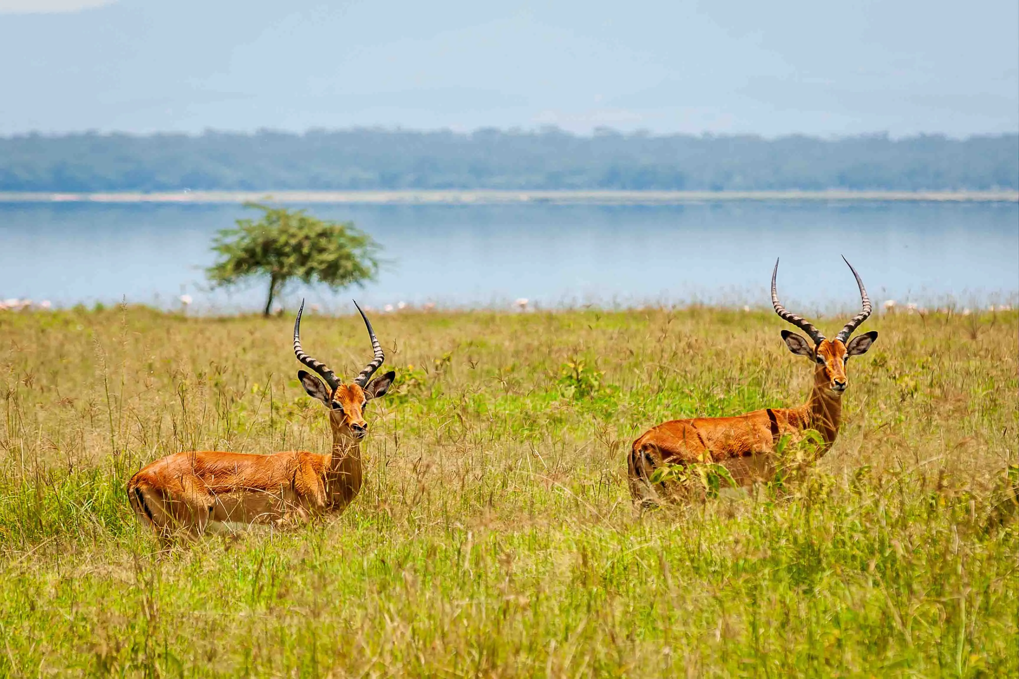 Jim 2 - Bel-La Monde Riverside Jim Corbett